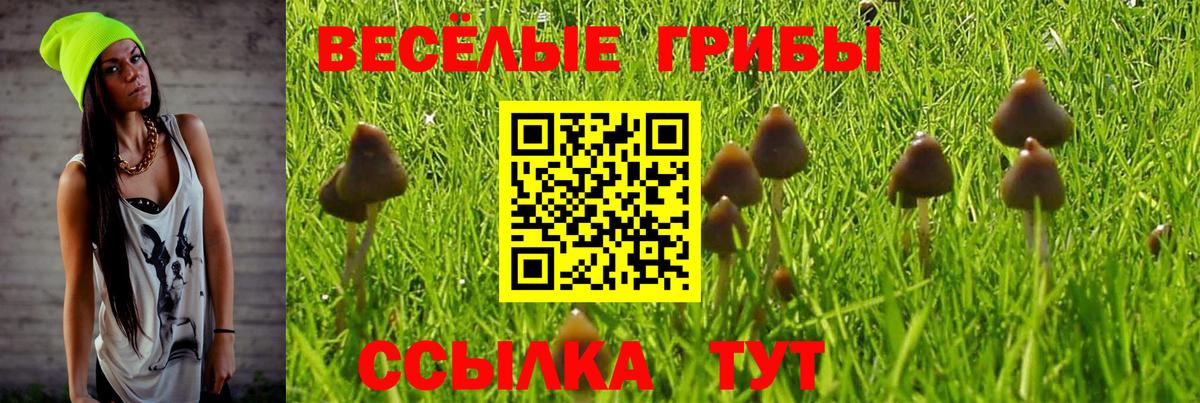 Псилоцибиновые грибы мицелий Владикавказ